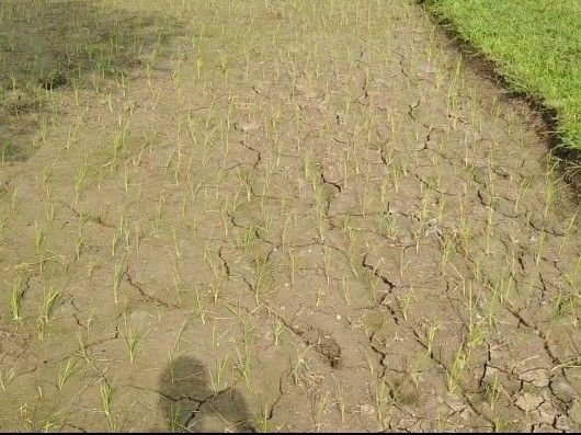 Monsoon: अनूपपुर में थमी मानसून की रफ्तार, बारिश न होने से किसान परेशान