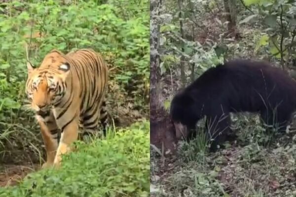 Safari: सतपुड़ा में बाघ, भालू और तेंदुए का दीदार, पर्यटकों का बढ़ा रोमांच