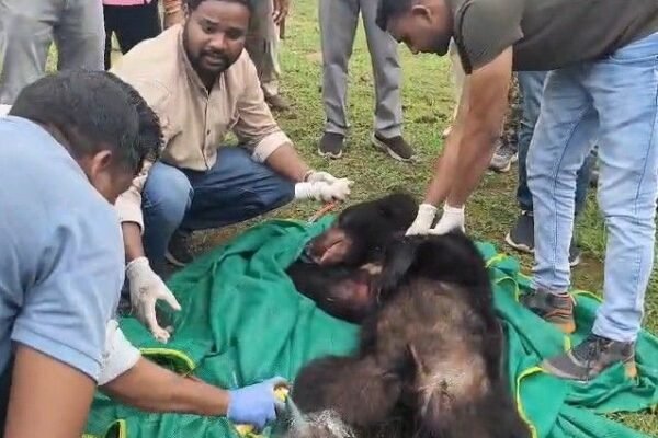 Bear: कटहल खाने आया भालू फंदे में फंसा, वन विभाग ने किया रेस्क्यू