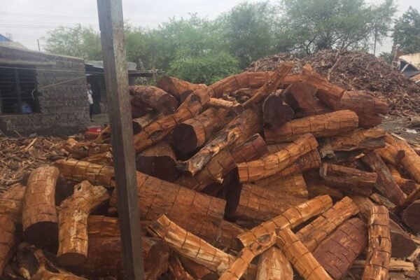 Raipur: खैर की अवैध लकड़ी जब्त, कत्था बनाने के लिए हो रही थी तस्करी