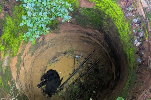 Korba News: कटहल खाने आया भालू 25 फीट गहरे कुएं में गिरा