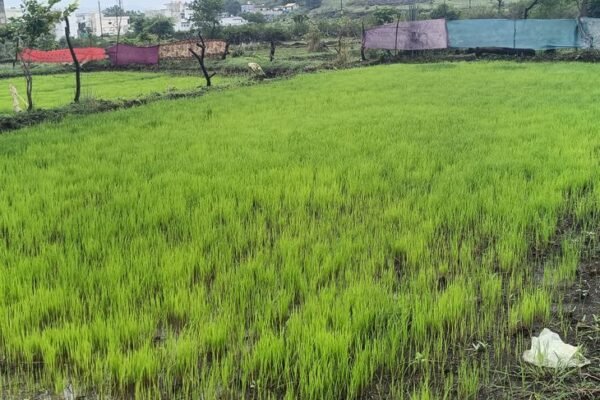 Rain: डिंडोरी में 9 दिन बाद झमाझम बारिश, किसानों में खुशी की लहर