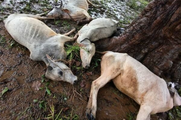 Balod News: आकाशीय बिजली गिरने से 8 मवेशियों की दर्दनाक मौत