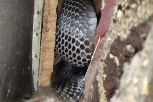 Monsoon Alert: भारी बारिश के बाद घरों में घुसे जहरीले सांप