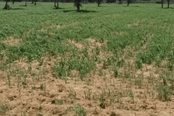 Rain: बारिश न होने से फसलों पर संकट, सूखने की कगार पर फसलें