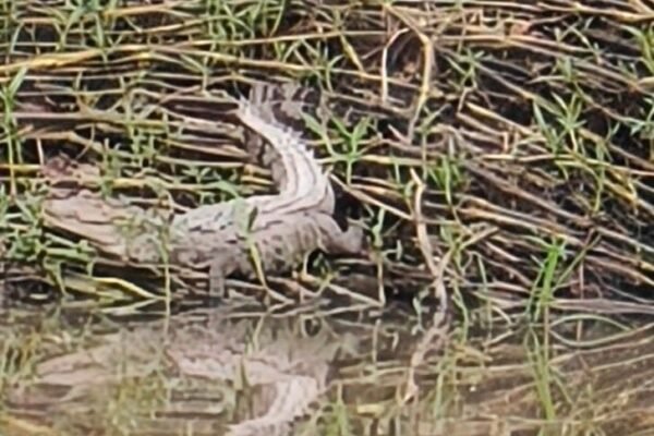 Crocodile कोरबा में दिखा मगरमच्छ, फोटो वायरल होने के बाद भी हाथ खाली