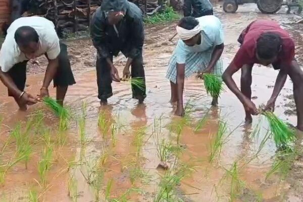 Balod Update: एक साल से अधूरी सड़क, ग्रामीणों ने कीचड़ में की धान की रोपाई