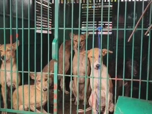 Korba: मासूम की मौत के बाद नगर निगम ने पकड़े 20 कुत्ते, परिवार को 1 लाख मदद