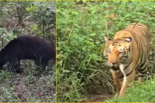 एमपी न्यूज: कोर बंद होते ही बफर जोन में दिखा बाघ और भालू का जलवा, पर्यटक रोमांचित