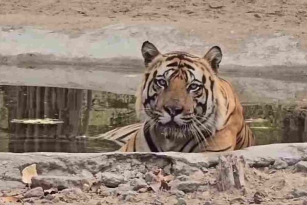 International Tiger Day: घटते जंगल और बढ़ते बाघ, MP के लिए चुनौती