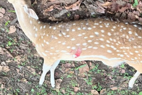 Ramanujnagar: वन क्षेत्र में संदिग्ध हालात में मिला मृत चीतल, जांच में जुटी वन विभाग की टीम