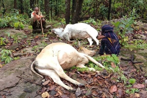 Surajpur: बिजली गिरने से दो बैलों की मौत, बाल-बाल बचा किसान, मुआवजे की मांग