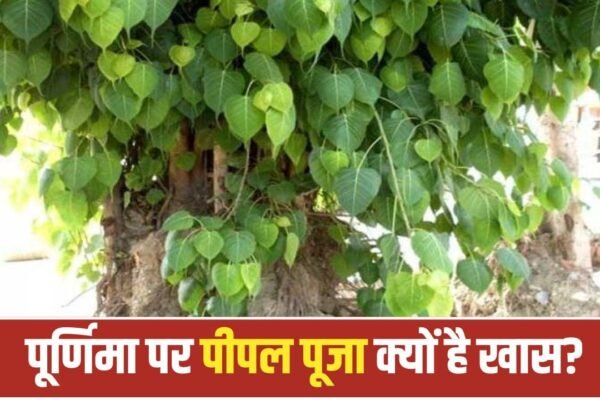 Ashadha Purnima 2026: आषाढ़ पूर्णिमा पर पीपल पूजा का विशेष महत्व क्यों है?