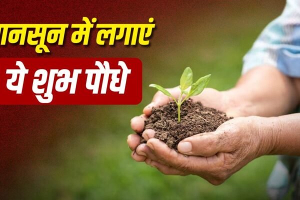 Monsoon: मानसून में घर लाएं ये शुभ पौधे, बदल जाएगी आपकी किस्मत