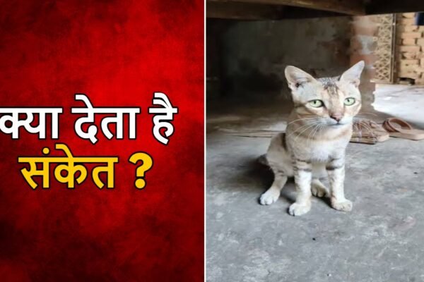 Cat: घर में बार-बार बिल्ली का आना, क्या है शुभ या अशुभ संकेत?