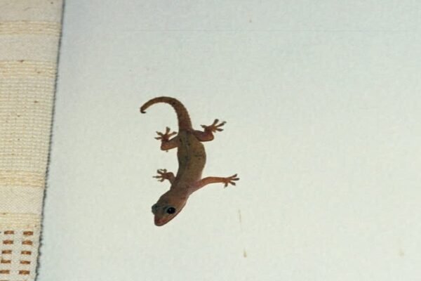Lizard: घर में छिपकली दिखने का मतलब जानते हैं आप?