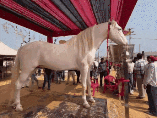 Pushkar Fair: पहली बार महिलाएं दौड़ाएंगी बैलगाड़ी, घुड़सवारी का भी दिखेगा रोमांच