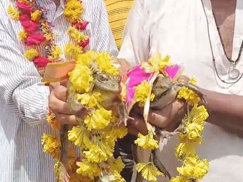 Rain के लिए मेंढक-मेंढकी की अनोखी शादी, धूमधाम से निकली बारात