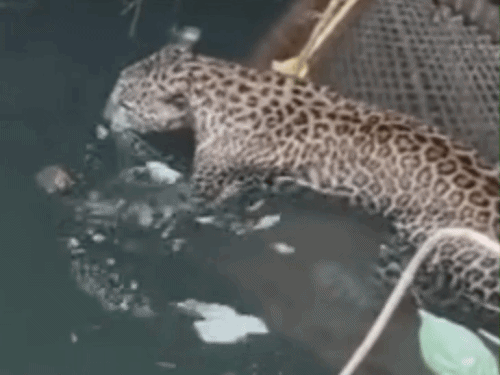 Leopard लसाड़िया के कुएं में गिरा, वन विभाग ने सुरक्षित बाहर निकाला