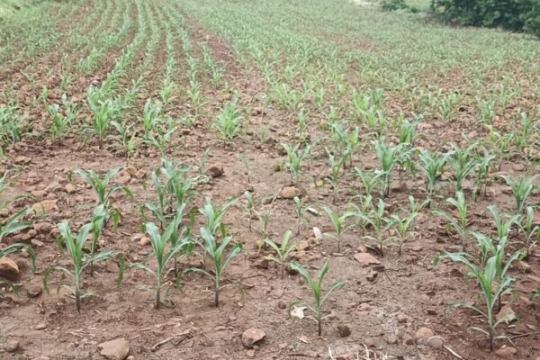 Rain: सिवनी में 6 दिन से बारिश नहीं, धान की रोपाई ठप, किसान परेशान