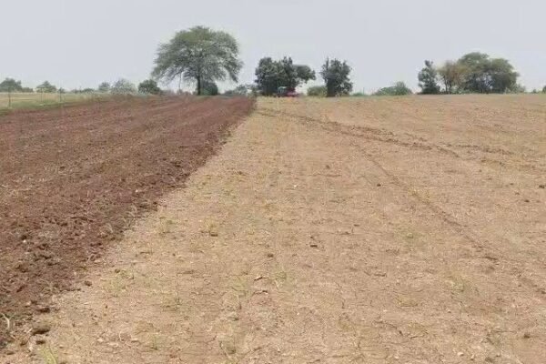Fake मक्का बीज से बर्बाद फसल, किसान को 4.5 लाख का नुकसान