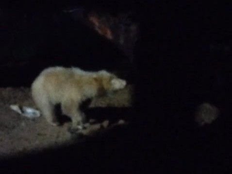 Wildlife Alert: पेंड्रा में फिर दिखा दुर्लभ सफेद स्लॉथ भालू