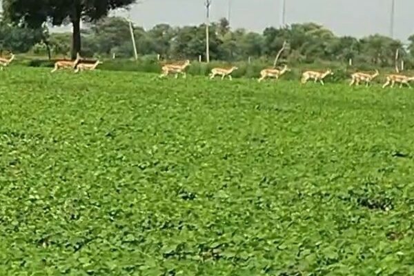 Shajapur: हिरणों के आतंक से किसान बेहाल, फसलों को पहुंचा रहे भारी नुकसान