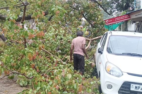 Balaghat: 60 साल पुराना पीपल का पेड़ गिरा, घंटों जाम से लोग परेशान