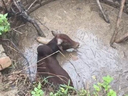 Rescue: कुएं में गिरे नंदी बैल को टीम ने सुरक्षित बाहर निकाला