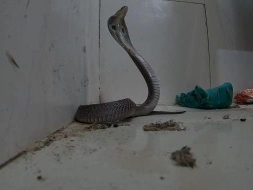 Cobra: कोरबा जिला अस्पताल के डॉक्टर रूम में घुसा जहरीला कोबरा, मचा हड़कंप