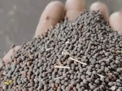 Mustard: सरसों के भाव 8000 के पार, तेल की कीमतों में भी उछाल