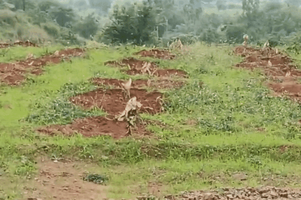 Dhar: 1.90 करोड़ खर्च के बाद भी सूखे वन विभाग के पौधे, लापरवाही उजागर