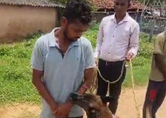 Raigarh: शराब के नशे में दोस्त ने की हत्या, डॉग स्क्वॉड ने पकड़ा कातिल