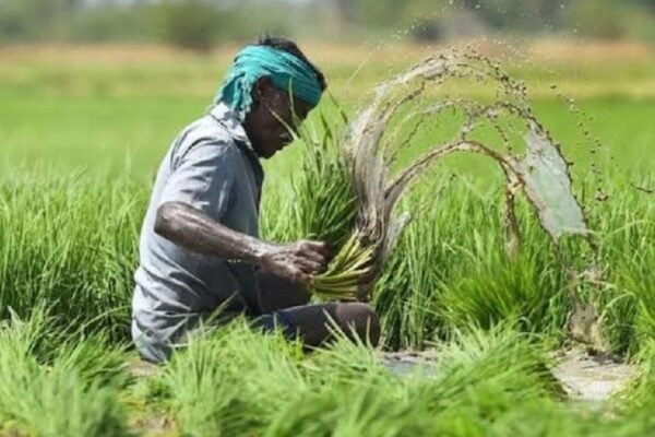 Crop Insurance: धान, मक्का और सोयाबीन के बीमा क्लेम में हुई बढ़ोतरी