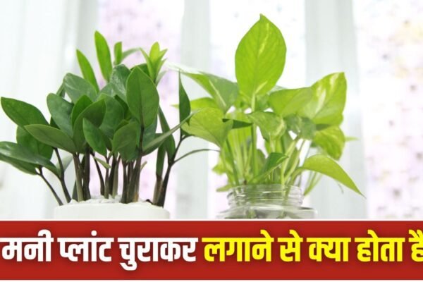 Money Plant: क्या चोरी का मनी प्लांट लगाने से सच में धन आता है?