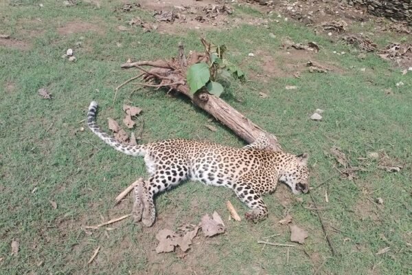 Leopard: कुल्हाड़ी से नाखून काटने वाला आरोपी गिरफ्तार, वन विभाग ने की कार्रवाई