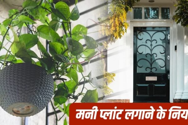 Money Plant Vastu: घर के मुख्य द्वार पर मनी प्लांट लगाना शुभ है या अशुभ?