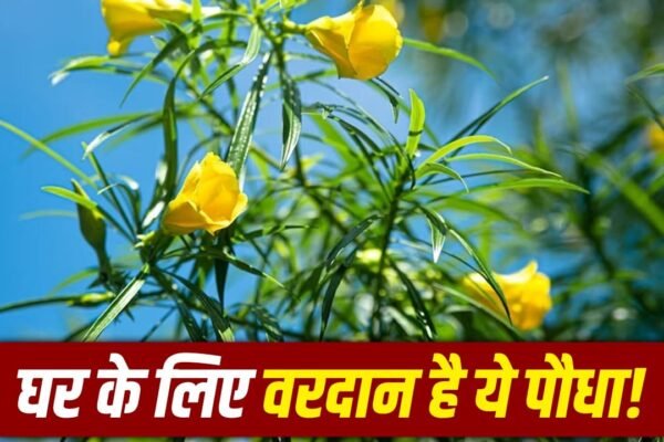 Vastu Tips: कनेर का पौधा घर में लाते ही बरसेगा धन और सुख-समृद्धि