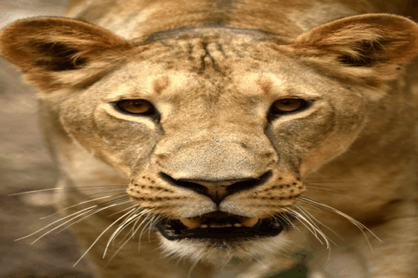 Indore Zoo Update: Lioness Sundari gives birth to two cubs, population reaches 14