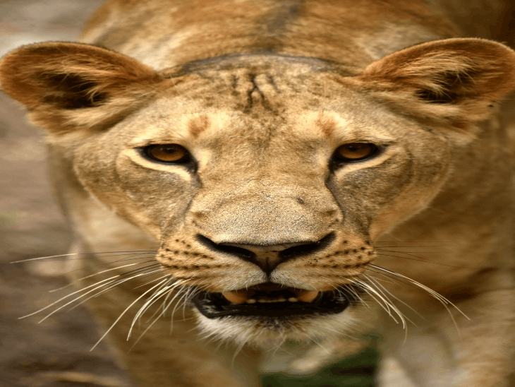 Indore Zoo Update: Lioness Sundari gives birth to two cubs, population reaches 14